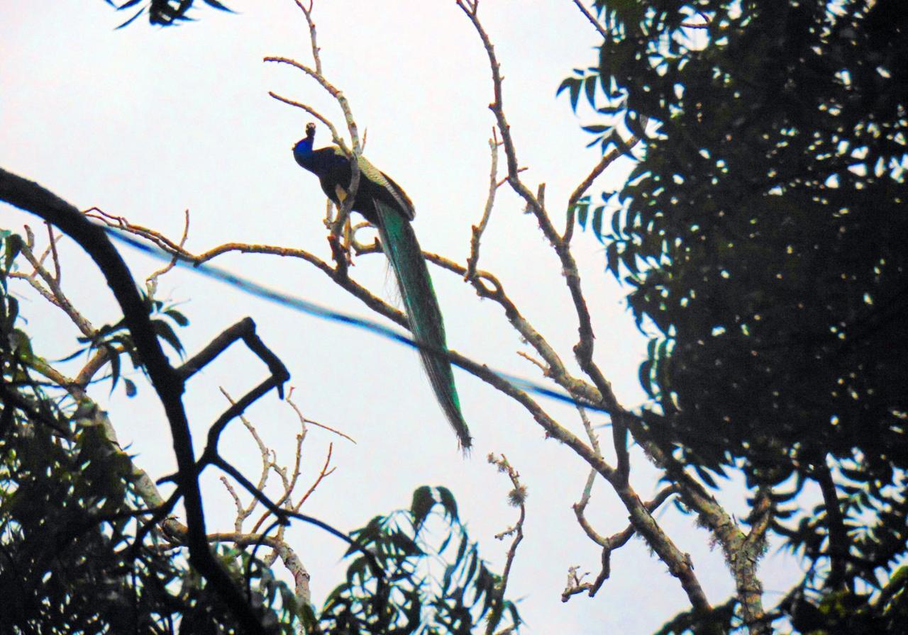Kodigahawewa Forest Resort Tissamaharama Exteriér fotografie